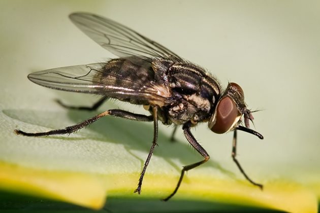 Кръвосмучещата оборна муха (Stomoxys calcitrans) е важен преносител на опасни за хора и животни заболявания Снимка: Уикипедия
