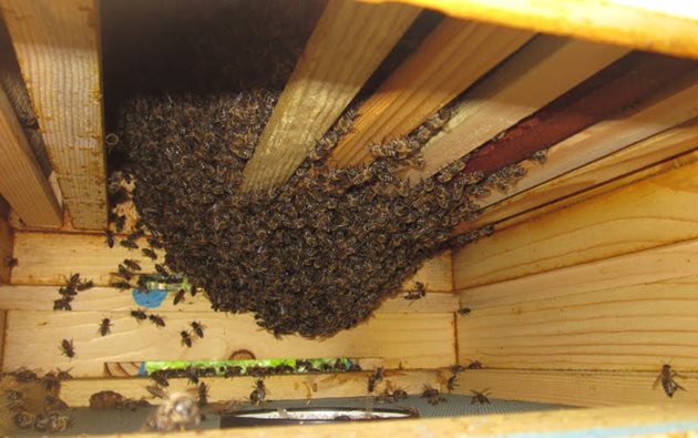Прекалено голямото пространство между питите, може да затрудни движението на пчелното кълбо към по-високите нива, напомнят професионални пчелари. Това може да бъде причина пчелите да измрат от глад.