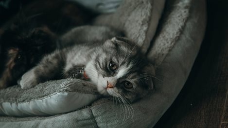 Защо котките душат ануса си?
