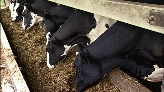 Времето за хранене на кравите трябва да се спазва (с интервал от 24 часа)
Снимки: YouTube