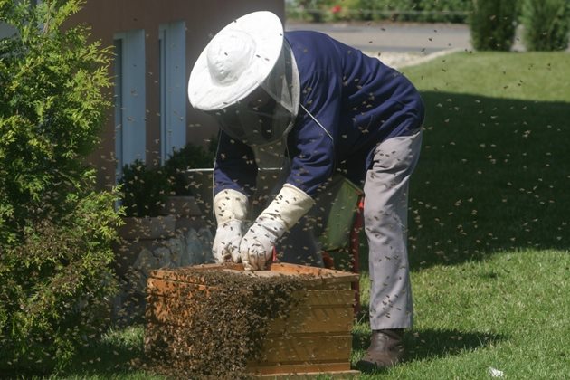 В роево състояние пчелните семейства от местната порода залагат до 30-40 роеви маточници в продължение на няколко дни