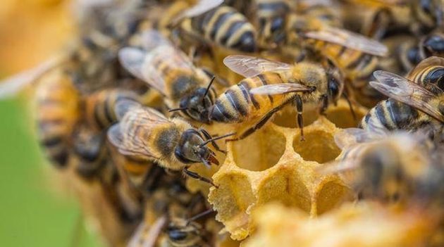 Добре е пчеларят да знае при кои случаи пчелното семейство отглежда майки, за да продължи рода си