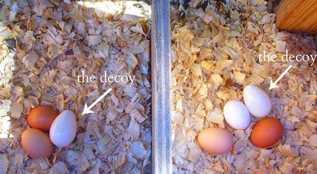 Примамката във вид на керамично яйце (то е бяло и с по-конична форма) работи Снимки: Ready nutrition