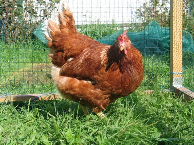 Ако имате възможност, пуснете кокошките да пасат из двора, като предварително сте им оградили място.