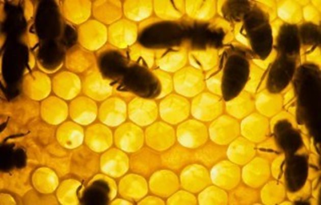 Топлото време ускори восъкоотделянето при младите пчели работнички