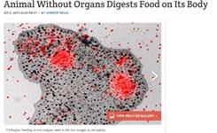 Учени: Животно без органи смила храна върху тялото си