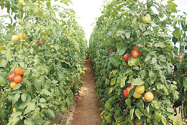 В демонстрационна оранжерия са засадени и домати
Снмки: Ваня Велинска