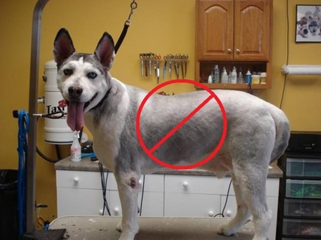 В никакъв случай не подстригвайте кучето си нула номер