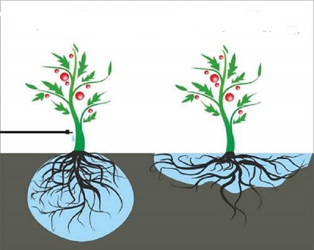 Ето как се развива кореновата система при овощни и лозови видове при капково и повърхностно напояване