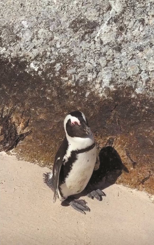 Някои пингвини бяха по-общителни