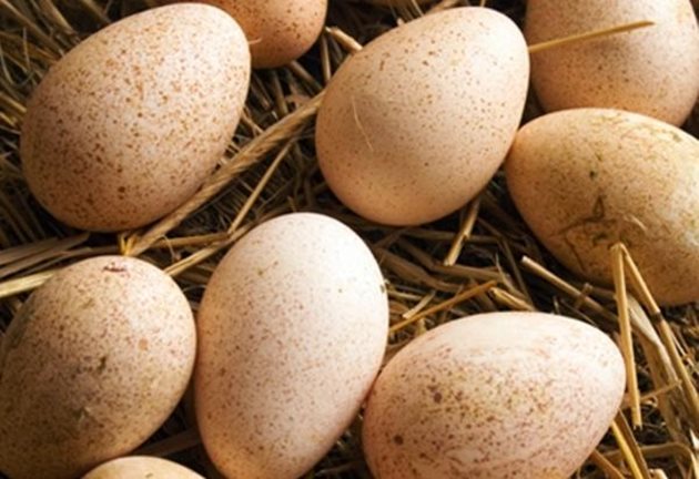 Пуйката може да измъти 15 свои яйца (или 21-23 кокоши)