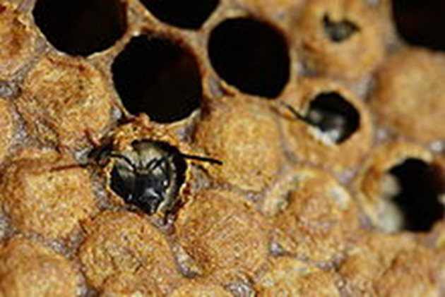 Разпечатване на килийка от новоизлюпваща се пчела