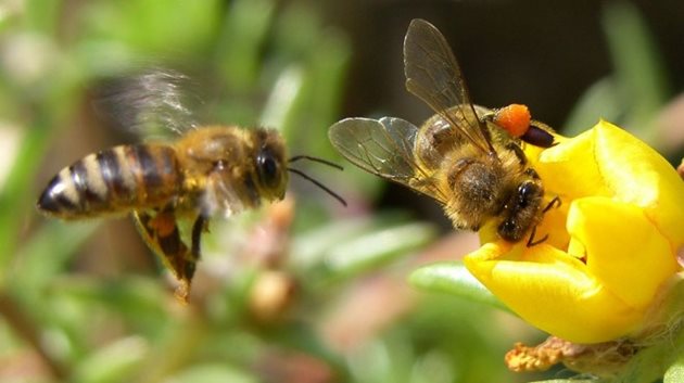 Агроекологичните схеми на високо ниво са най-добрите места за пчелите.