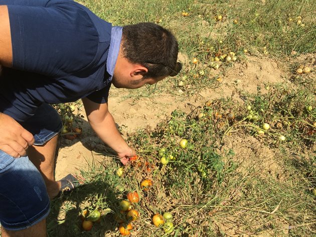 За първа година Иван отглежда биологично и безколов домат за консервената промишленост