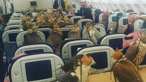 Саудитски принц купи 80 билета за първа класа за своите соколи (Видео)