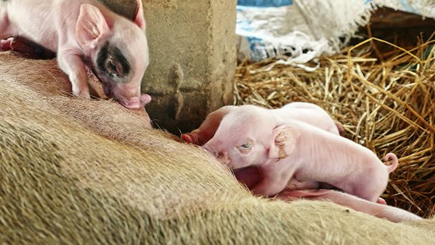 Липсата на мляко при свинята майка е голям проблем за стопанина и?