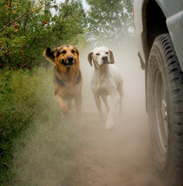 Гоненето на автомобили е много опасно за кучетата. Най-често то завършва с премазан крак, а често и с прегазване.
