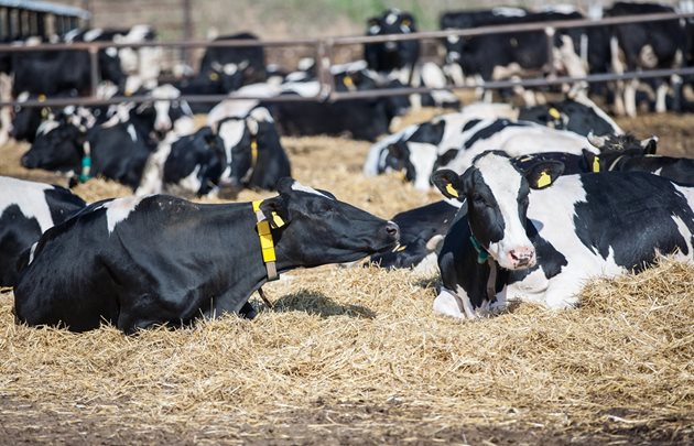 Осигурете комфортни условия на отглеждане на кравите си, за да намалите копитните заболявания
