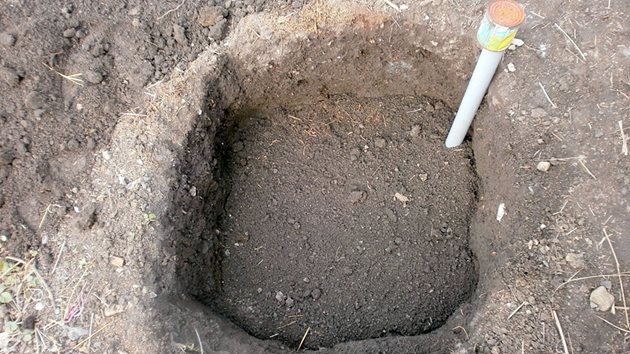 Дупката за засаждане трябва да се подготви добре и на дъното да им речен пясък и плодородна почва