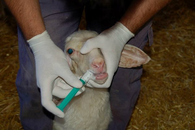 Дори само едно заразено животно представлява огромна заплаха за всички останали в стадото и дори в целия район, затова третирайте навреме поголовието си Снимка: НОА