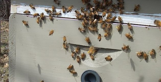 Репелентите са напоени с акарациди и когато пчелата влиза или излиза от кошера, тя се докосва до репелента и акарицидът убива акара.