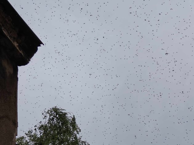 Огромен облак от пчели надвисна над центъра на София Снимка: Георги Кюрпанов