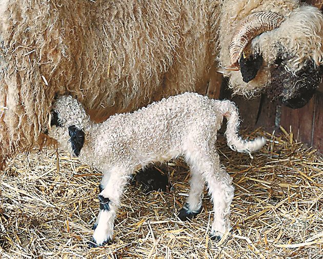 Оптималната възраст за чифтосване при овцете е 10-12 месеца. Факт е, че ранното агнене може да доведе до нездравословно потомство и до вреди за майката