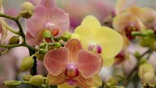 Какво да правим с орхидеята, след като прецъфти