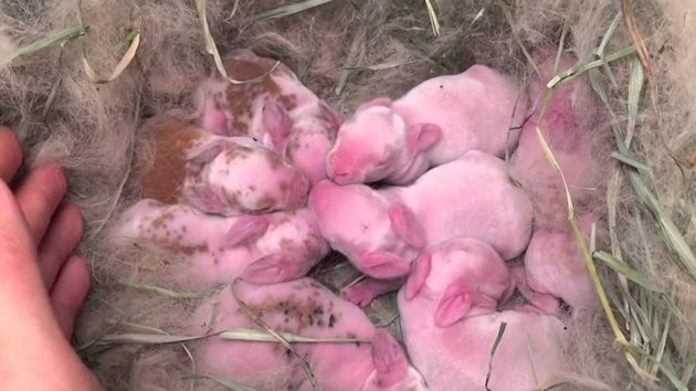 Зайчетата на високомлечната майка лежат спокойно в гнездото с окръглени телца