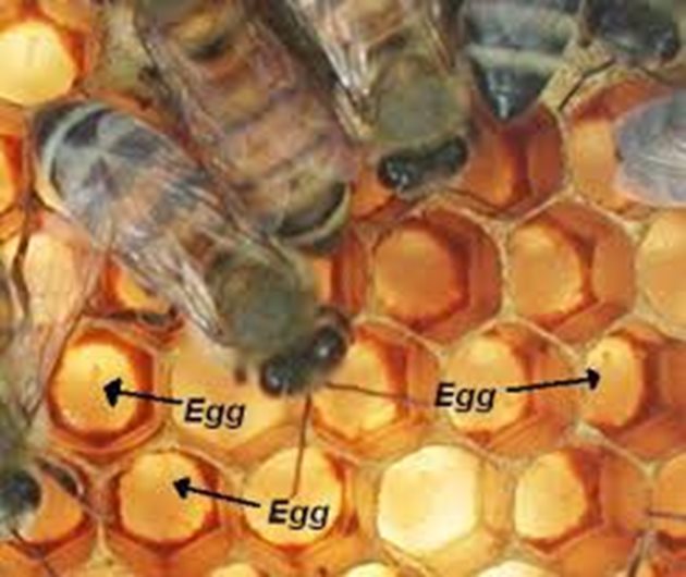 При подхранването на пчелите за зимата определящ фактор е времето на подхранването, напомнят професионалните пчелари. Зимуват пчели, излюпени през втората половина на август и по-късно.