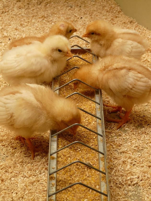Ако искате пилетата ви да имат по-добро развитие и да са еднакви на големина, т.е. да има изравненост, сортирайте по големина яйцата при ползване на инкубатор