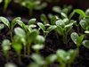 Учени създадоха "умна" почва за по-добро развитие на растенията