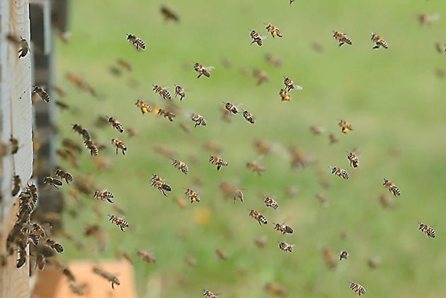Бездействието на пчелите работнички крие риск от роене