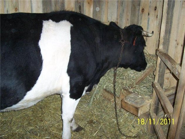За основа се взема нормата от 15 кг качествено сено дневно на крава