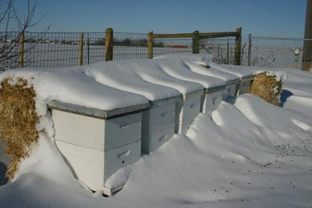 Когато кошерите продължително време са затрупани със сняг, който е "хванал кора", или входът е заледен е налице опасна ситуация.
