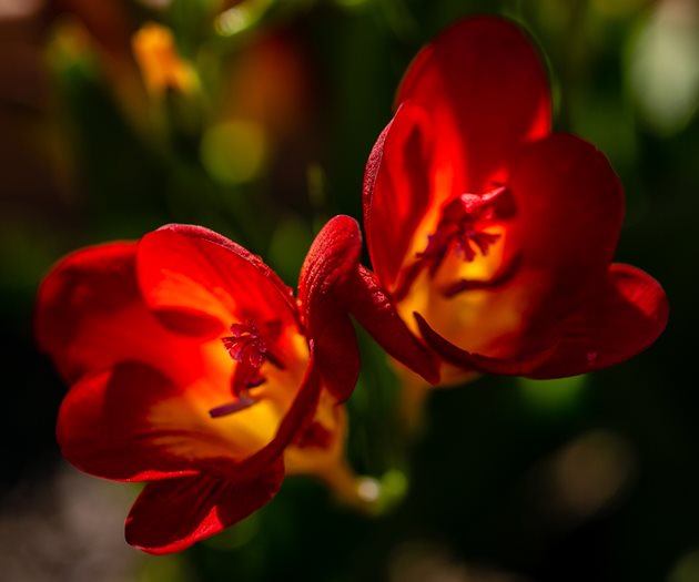 Как са подредени най-ароматните цветя във Вашата класация?