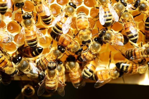 Медът в питите не трябва да бъде кристализирал или манов. Пити с такъв мед се отстраняват от пчелните гнезда.