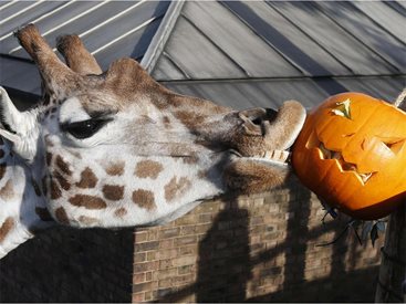 Обитателите на лондонския зоопарк празнуват Halloween