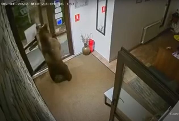 Камера е заснела как мечката отваря вратата на пансиона в румънския курорт.