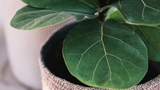 Фикус лирата: модерното тропическо растение