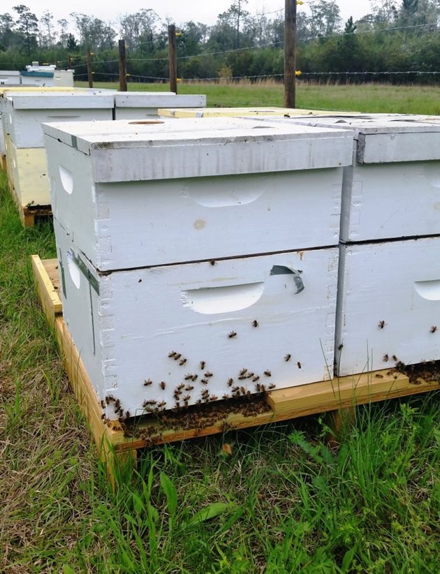 За настаняване или преместване на временен пчелин не се учредява право на ползване, а се издава разрешение от директора на ОД"Земеделие" за земи от Държавния поземлен фонд, съответно и от кмета на общината за земи от общинския поземлен фонд. Издаването на разрешението е безвъзмездно.