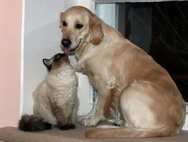 Внимавайте с капките против кърлежи при кучето и котката, които живеят заедно
