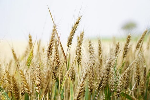 Времето е подходящо за обеззаразяване и подготовка на семената за есенната сеитба на пшеницата и ечемика