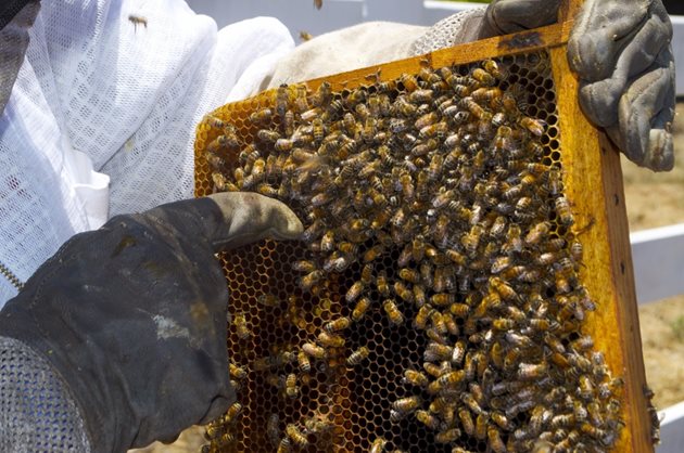 Пчеларите с опит могат да разберат само по поведението на пчелите си дали отделните семейства имат, или нямат майка

