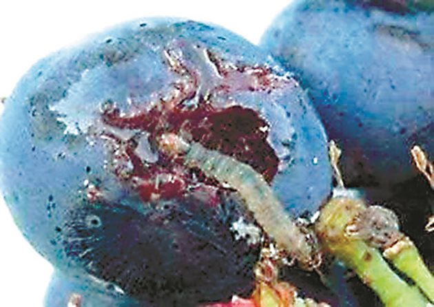 Гъсениците на шарения гроздов молец са опасни, изяждат вътрешността на зърната