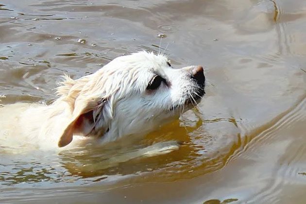 Не позволявайте на кучето да се мокри непосредствено преди и след прилагането на капки против кърлежи