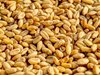 Световните запаси: Производството на зърно е стабилно, очаква се ръст от 10 млн. тона