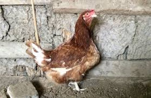 Изхранването на мръзнал през зимата фураж може да доведе до възпаление на хранопровода на кокошките