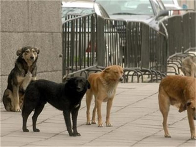 Един от основните фактори и първоизточник на разпространение на кучешката тения са безстопанствените кучета. Снимка Архив