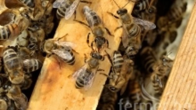 Пчелите, родени в края на лятото или през есента, които са се трудили по-малко, живеят 6-8 месеца, преживяват зимата и отглеждат новото поколение пчели.